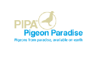 pipa (4K)